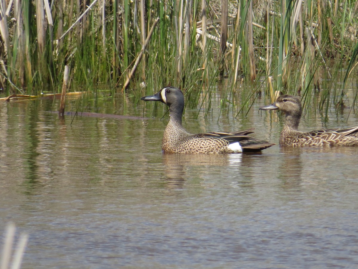 Blue-winged Teal - ML333287081