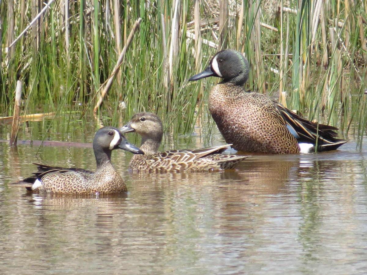 Blue-winged Teal - Michael L Crouse