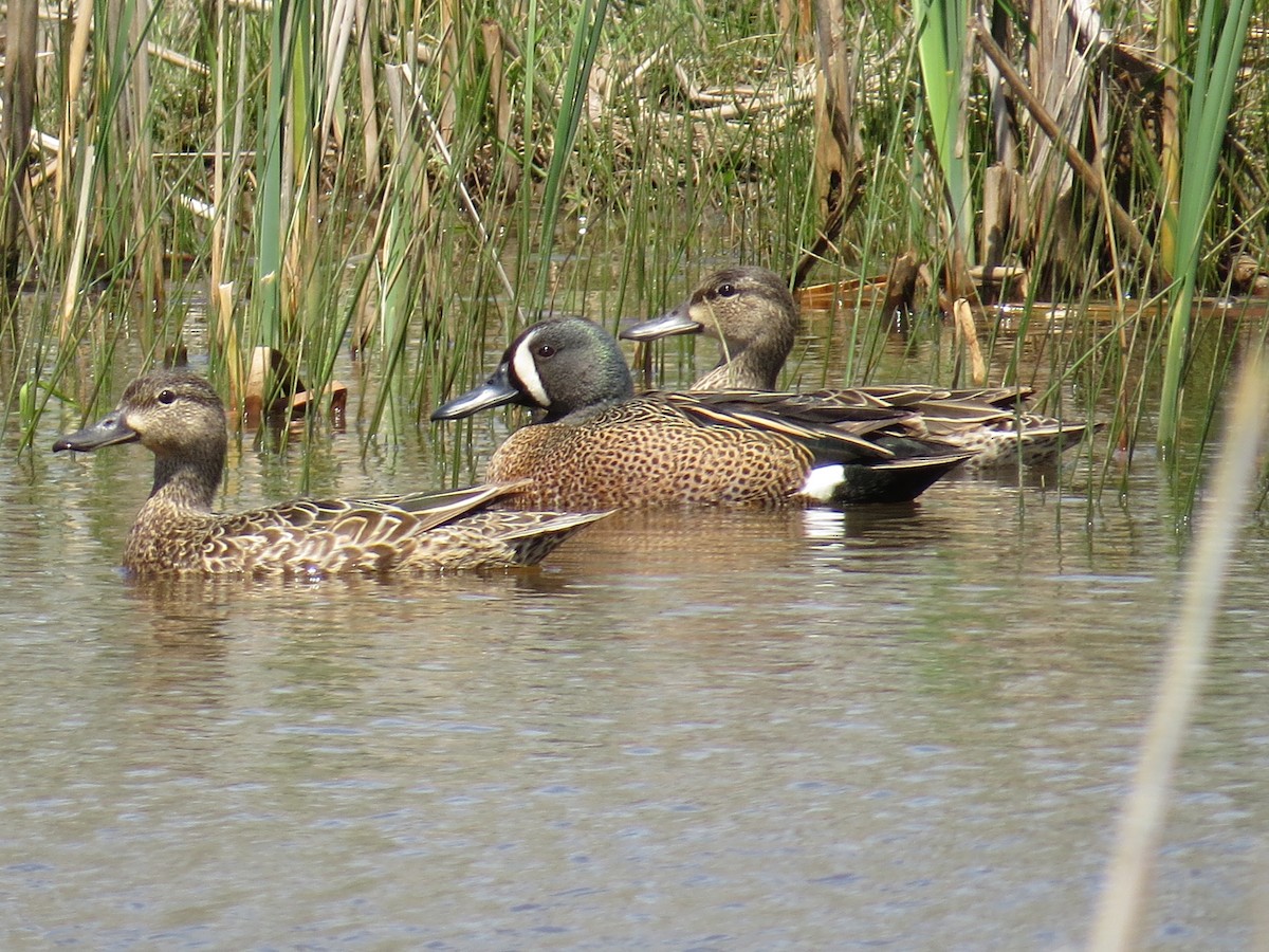 Blue-winged Teal - ML333287221