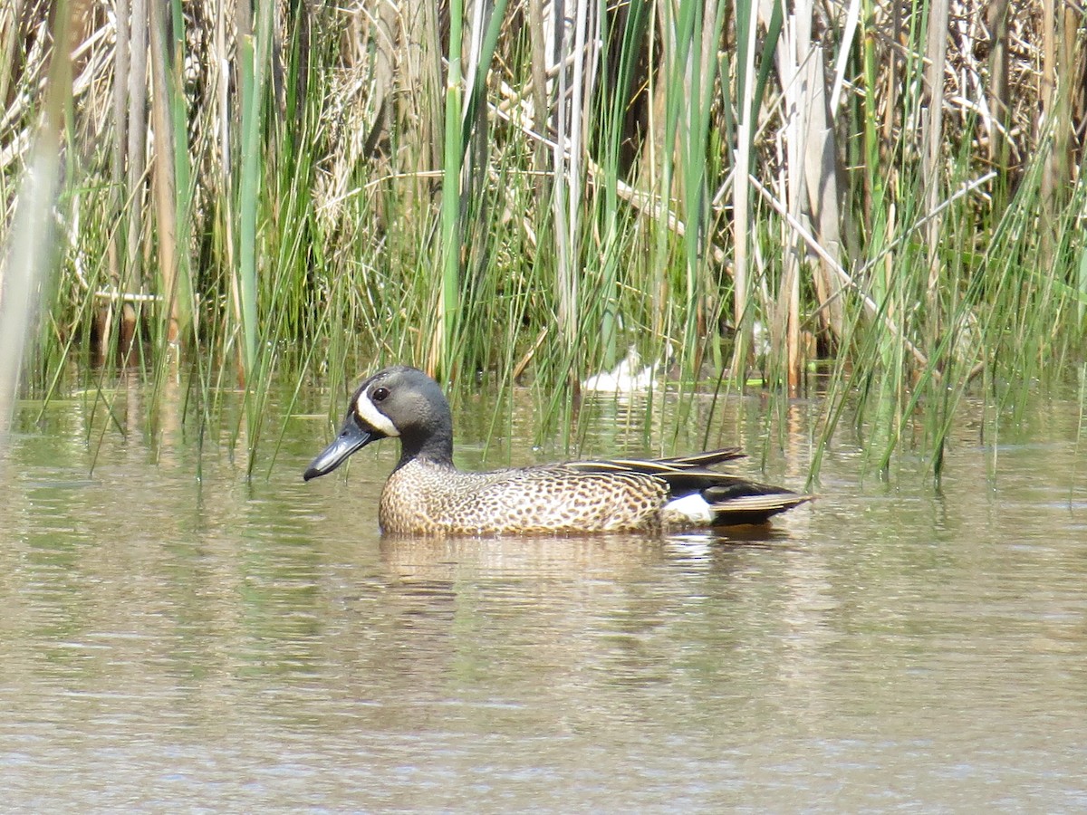 Blue-winged Teal - ML333287251