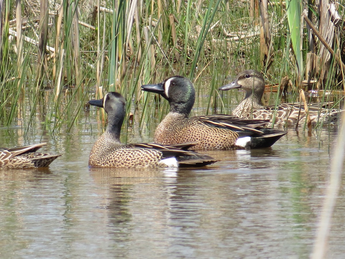 Blue-winged Teal - ML333287261