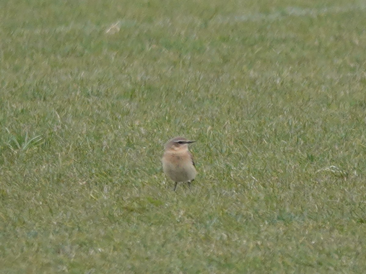 Northern Wheatear - ML333288411