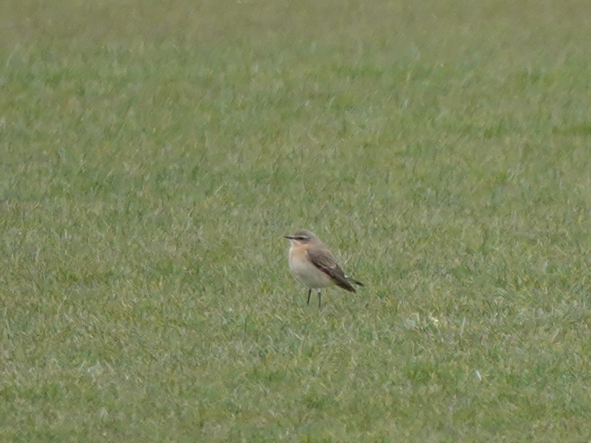 Northern Wheatear - ML333288421