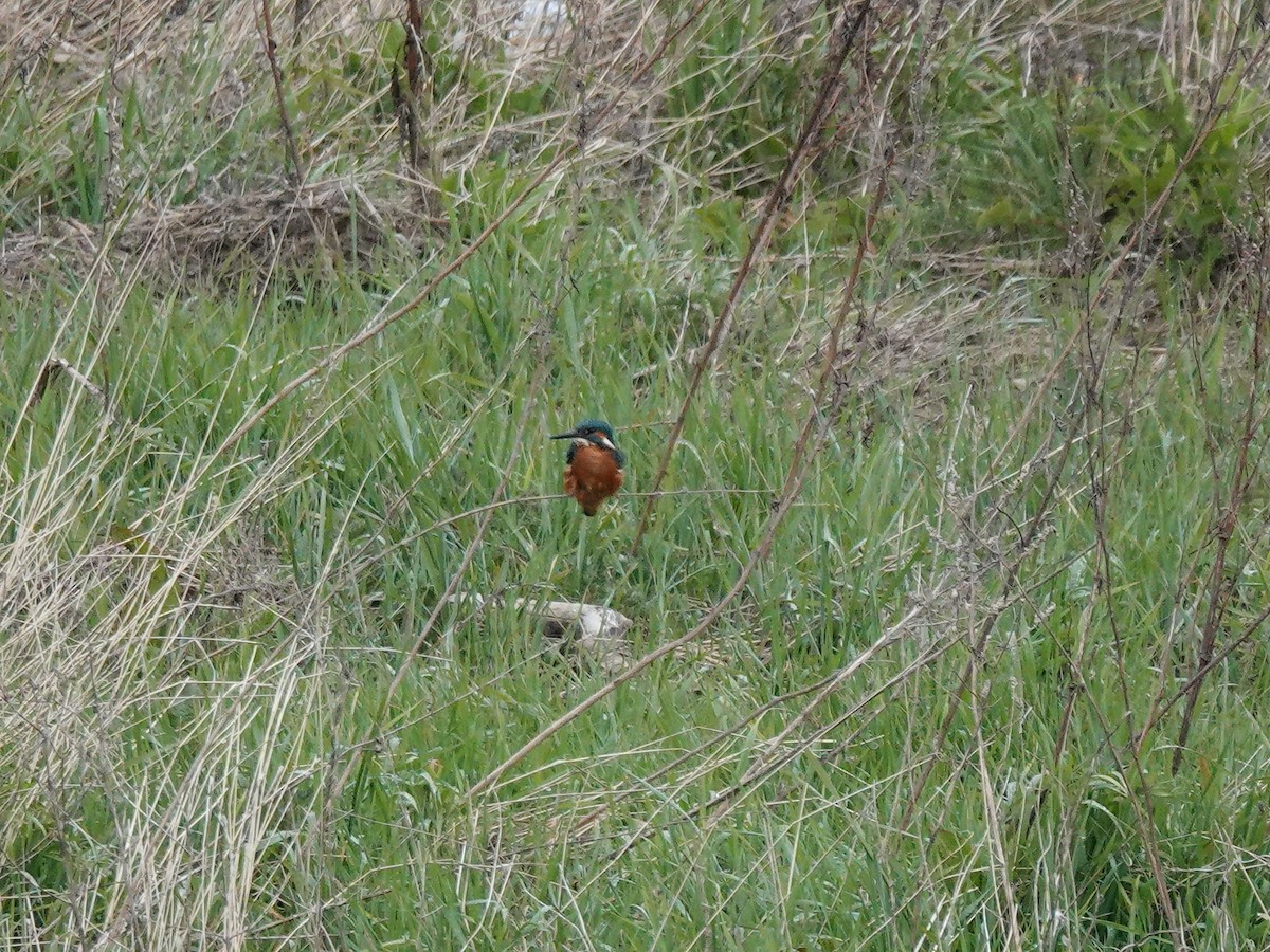 Martin-pêcheur d'Europe - ML333288461