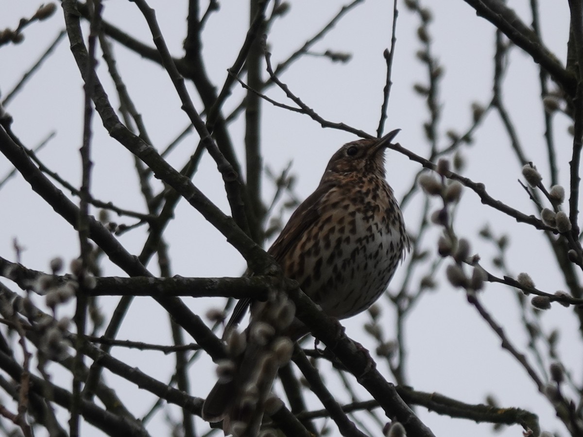 Song Thrush - ML333288471