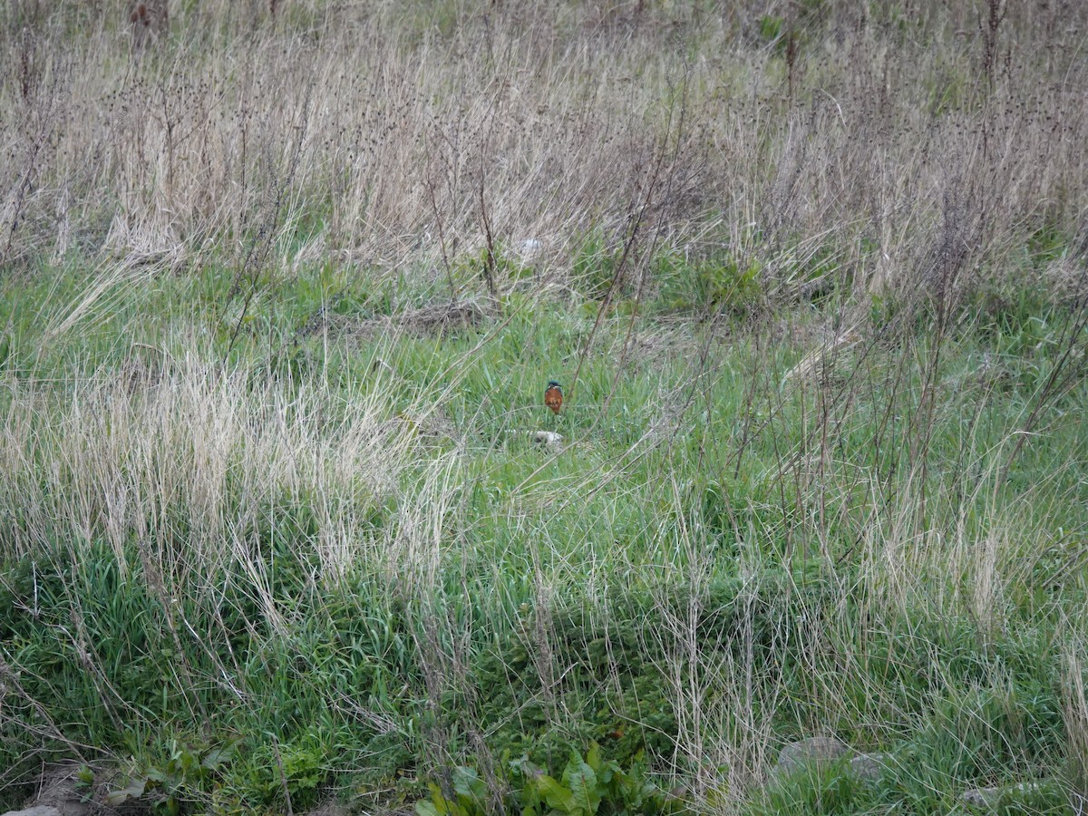 Common Kingfisher - ML333288481