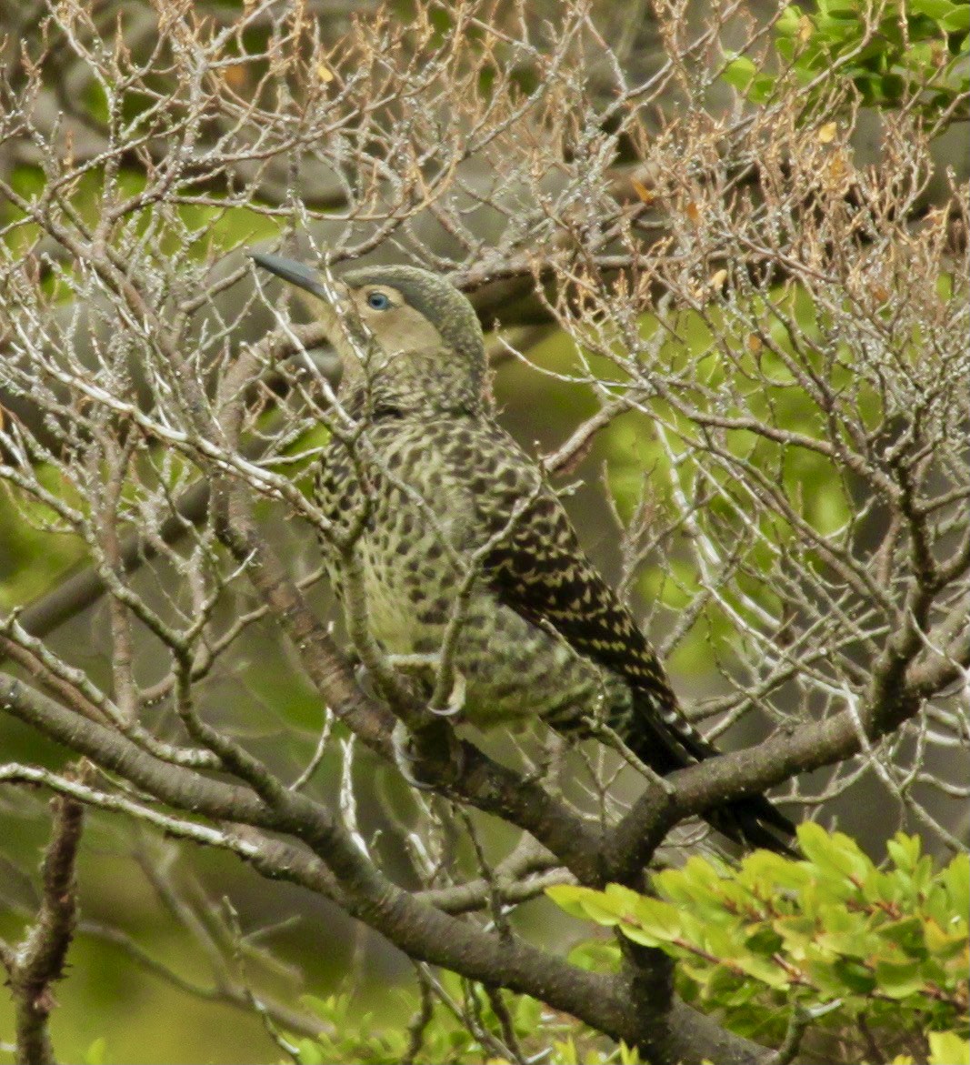 Chilean Flicker - ML333289111