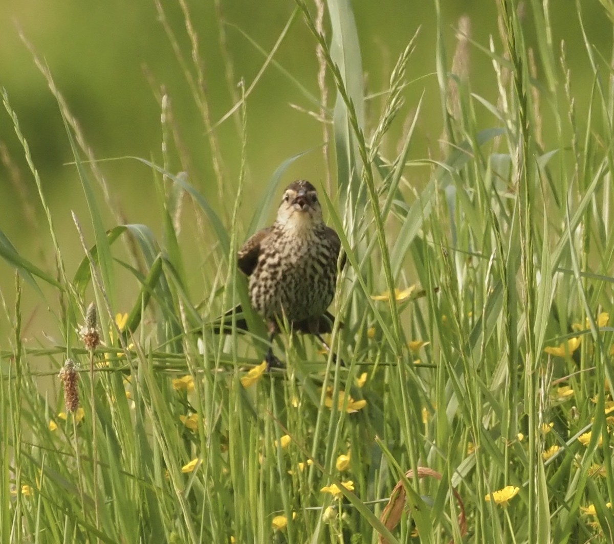 Red-winged Blackbird - Bob Foehring