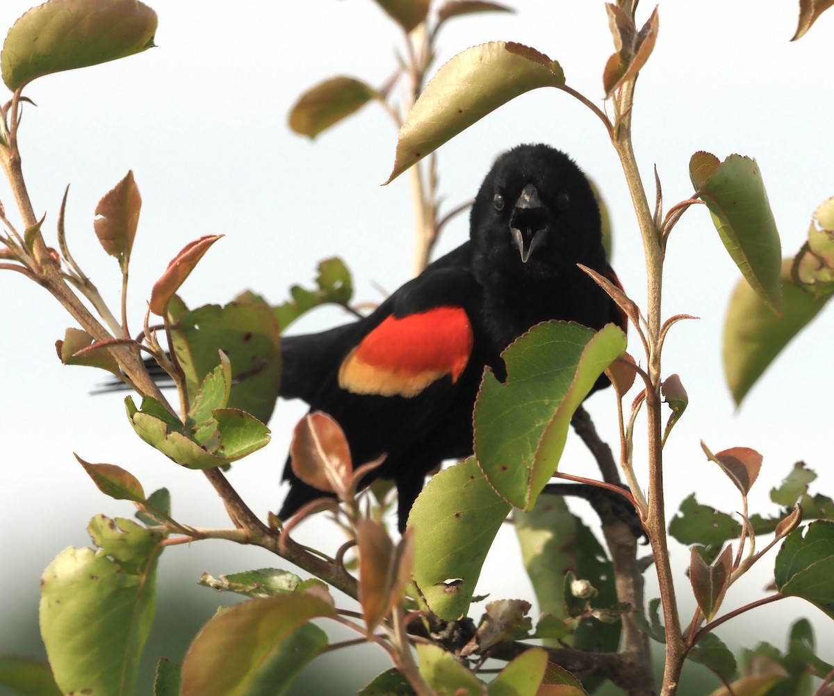 Red-winged Blackbird - Bob Foehring