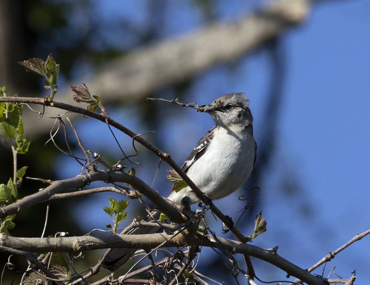 Northern Mockingbird - kyle chelius