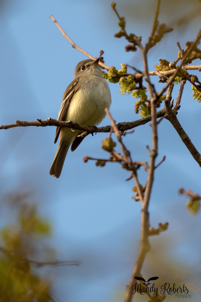 Least Flycatcher - ML333292361