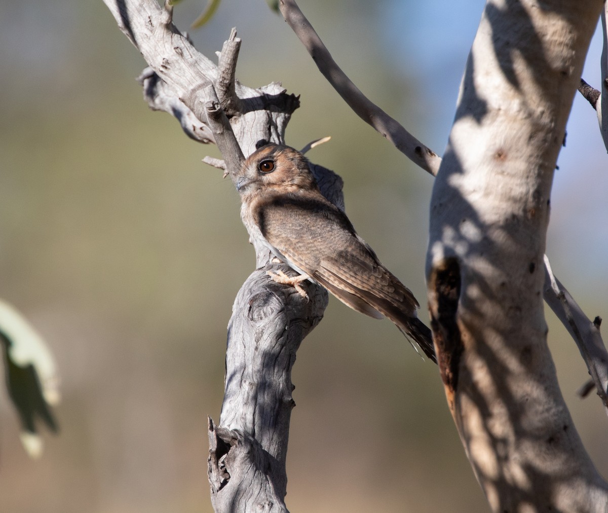 Australian Owlet-nightjar - ML333293311