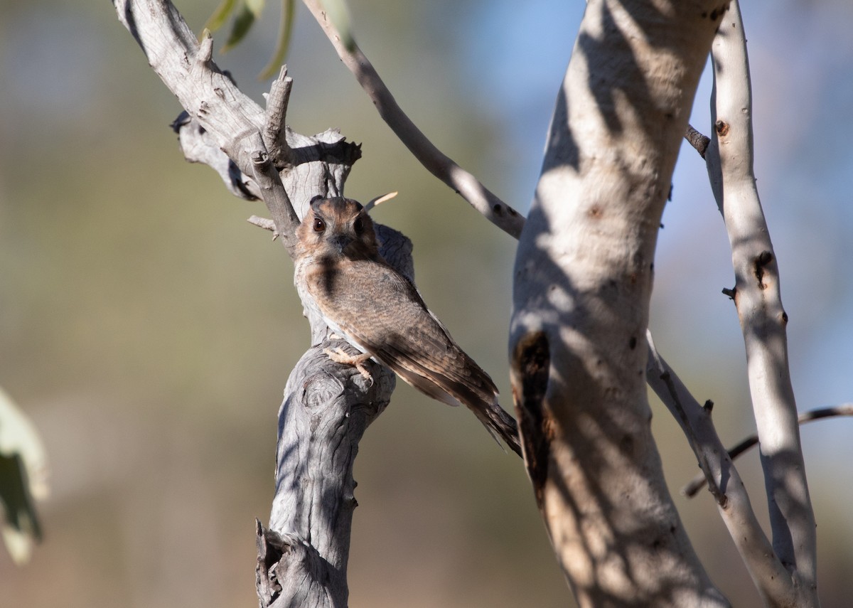 Australian Owlet-nightjar - ML333293361