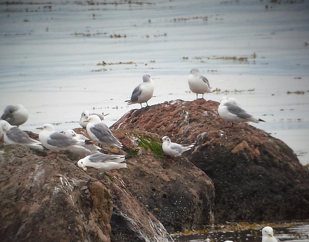 Mouette pygmée - ML333293901