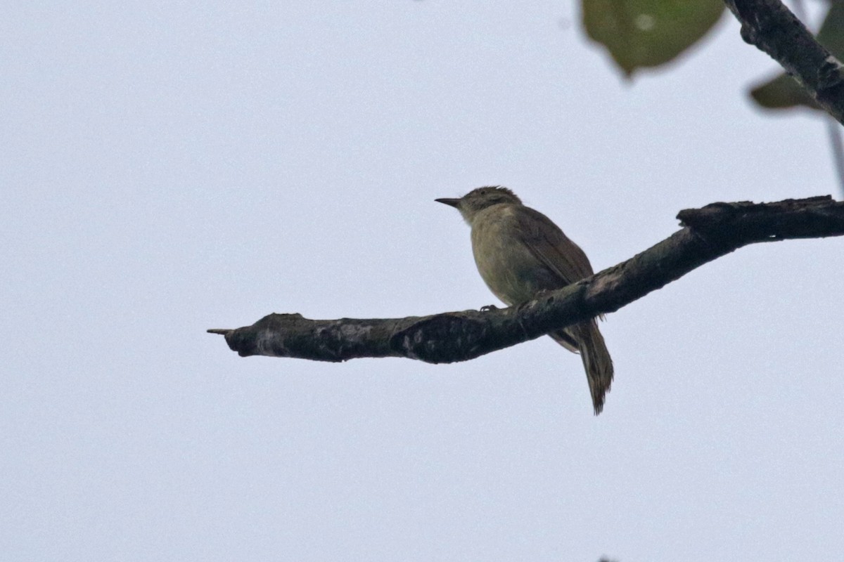 Bulbul Verdoso (cinnamomeoventris) - ML333294001