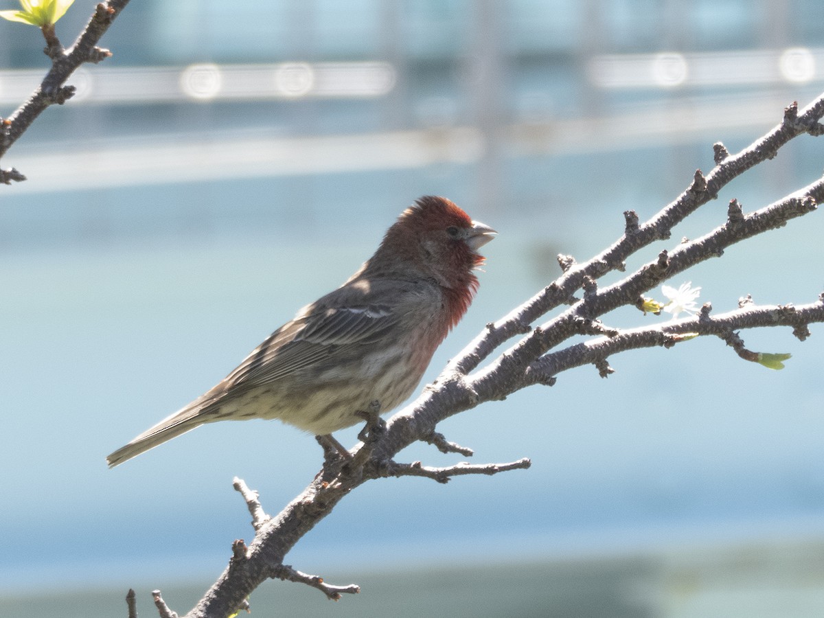 House Finch - ML333294651