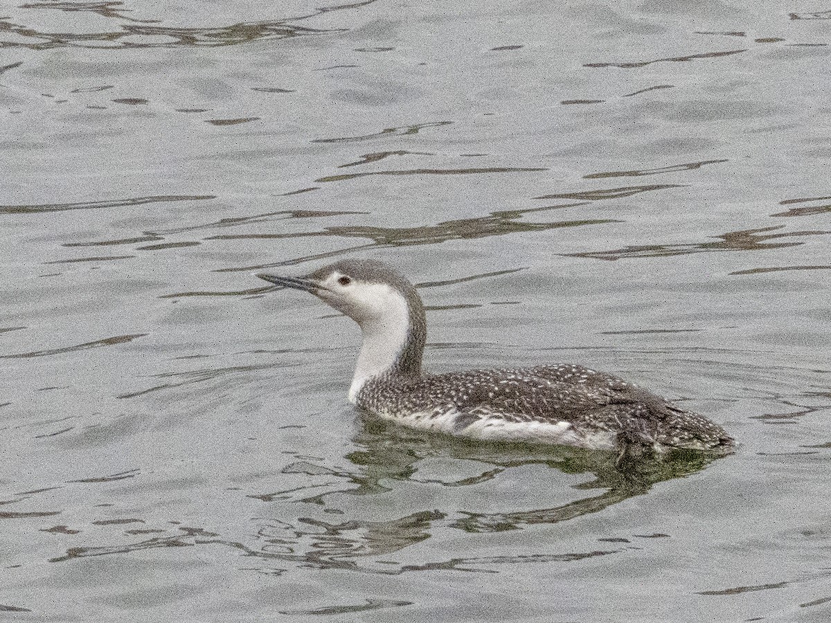 Red-throated Loon - ML333294771