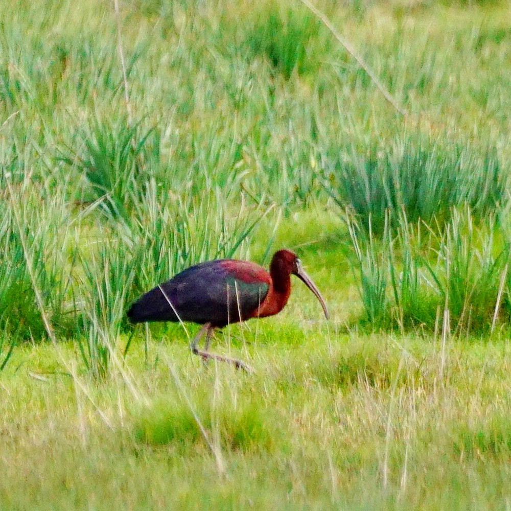 Glossy Ibis - ML333295401