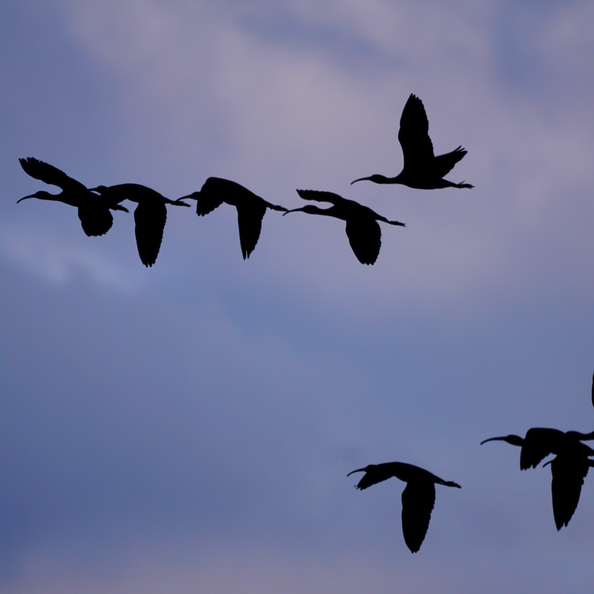 Glossy Ibis - ML333295501