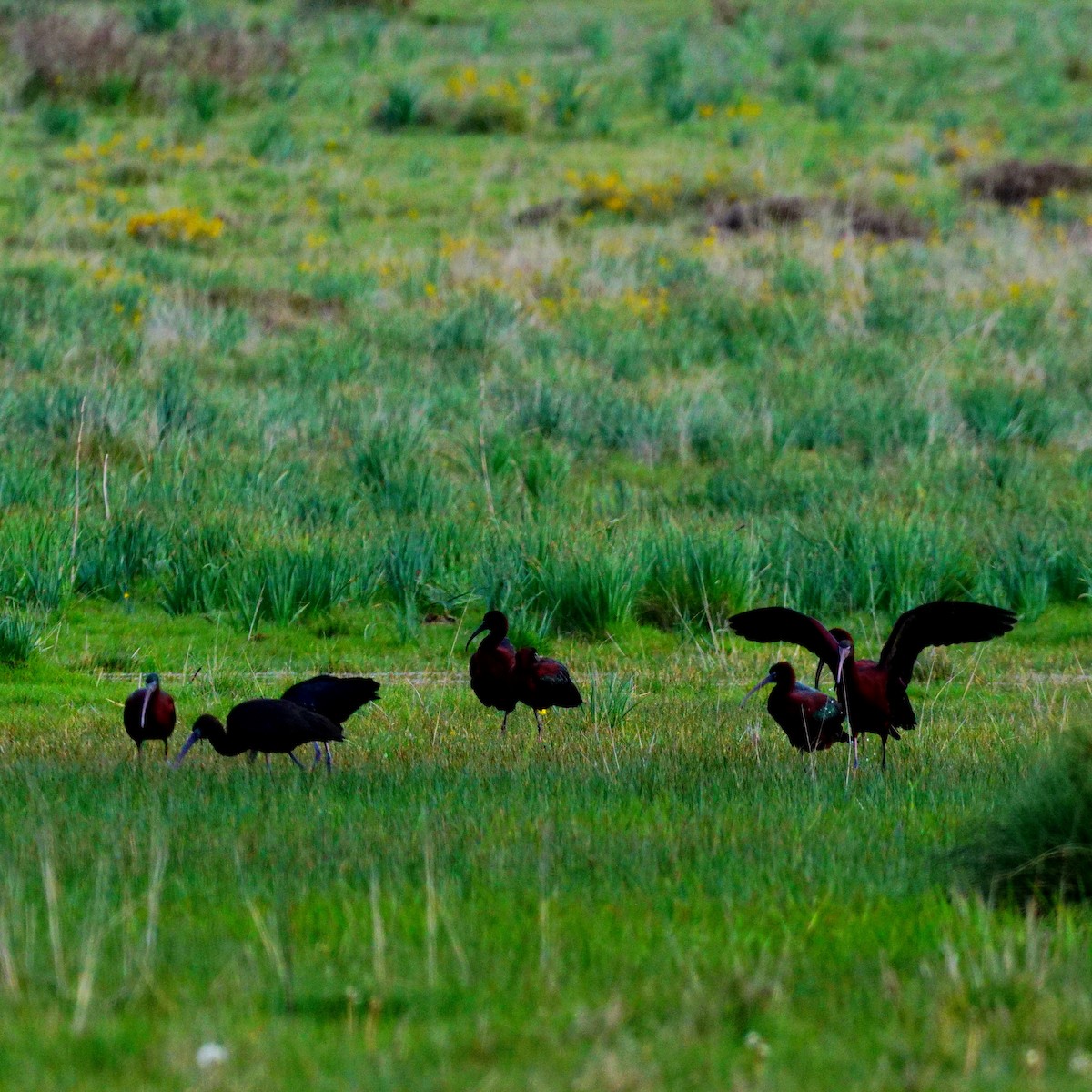 Glossy Ibis - ML333295511