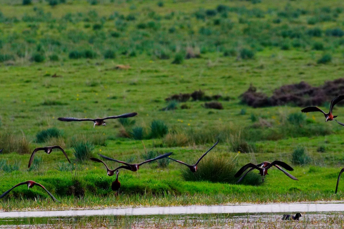 Glossy Ibis - ML333295521