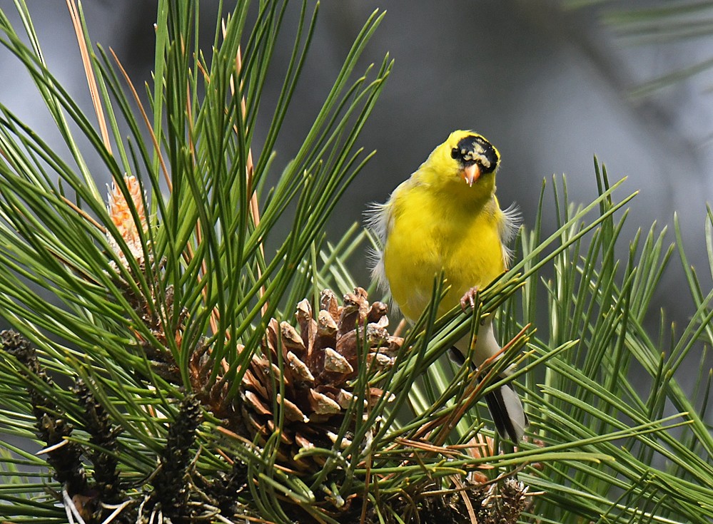 American Goldfinch - ML333295611