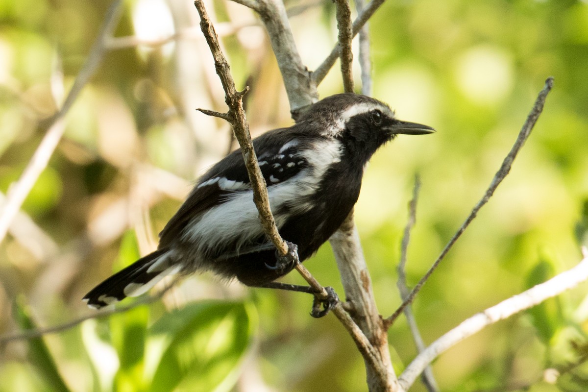 Northern White-fringed Antwren - Kamal Mahabir