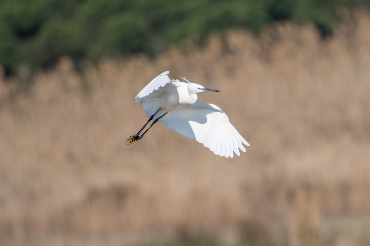 Little Egret - ML333296281