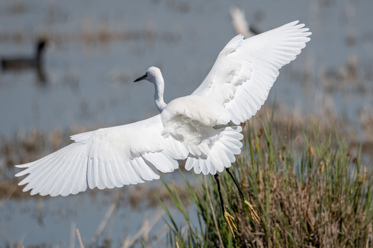 Little Egret - ML333296291