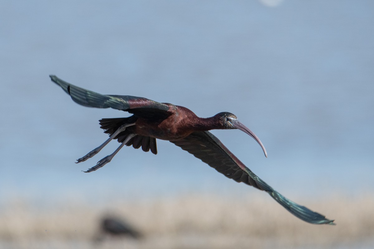 Glossy Ibis - ML333296321