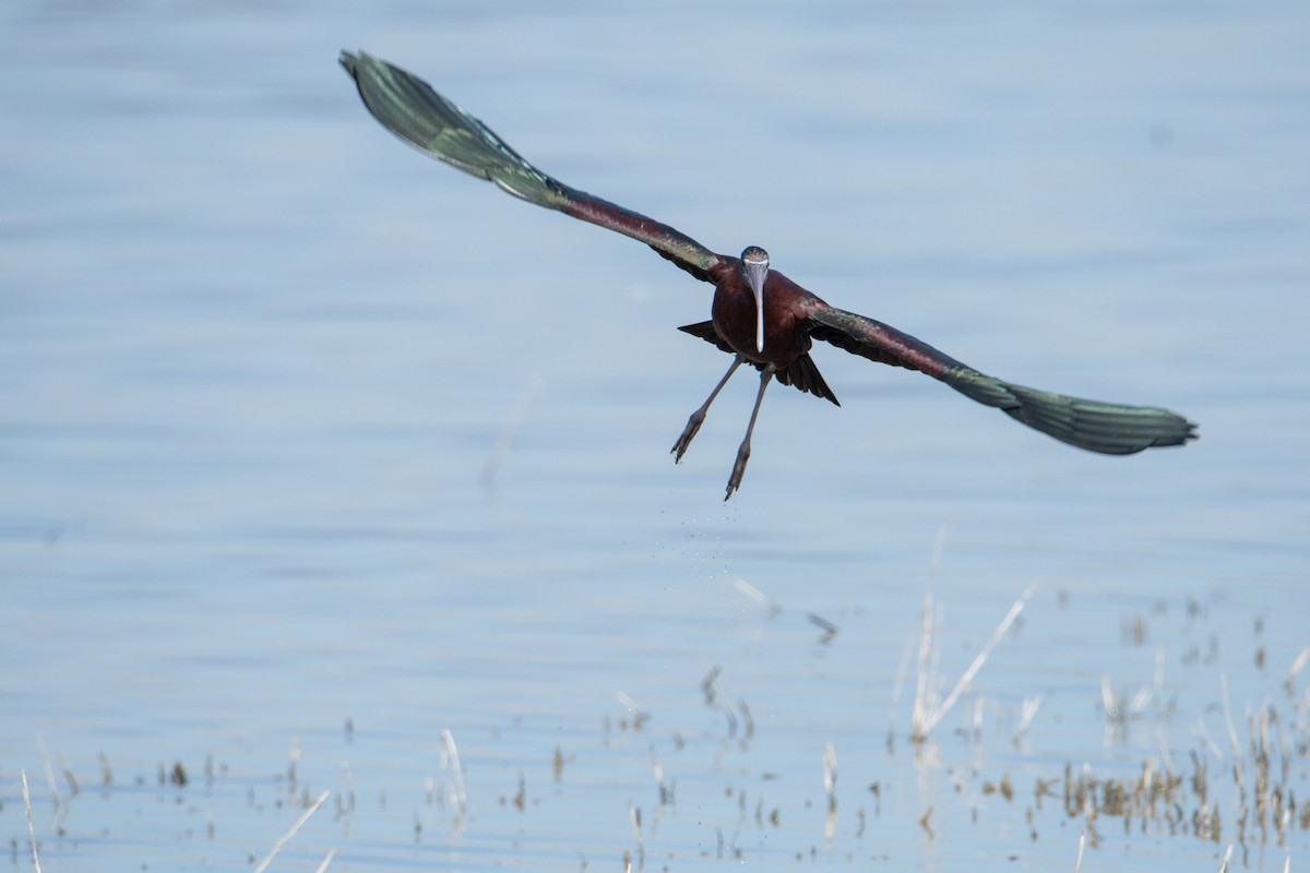 Glossy Ibis - ML333296371