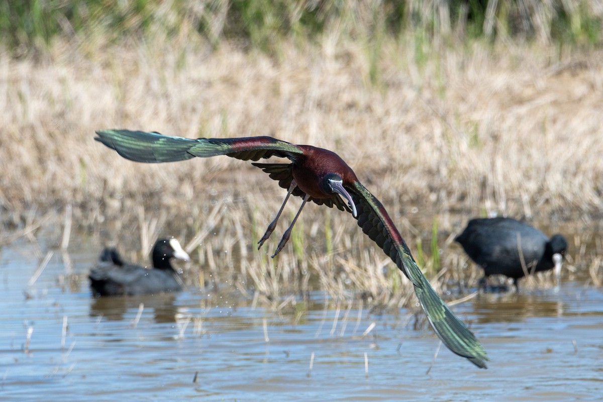 Glossy Ibis - ML333296391