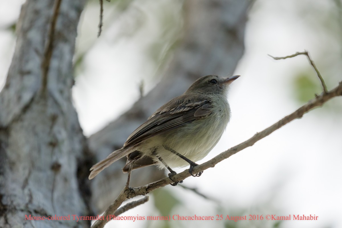 Northern Mouse-colored Tyrannulet - Kamal Mahabir