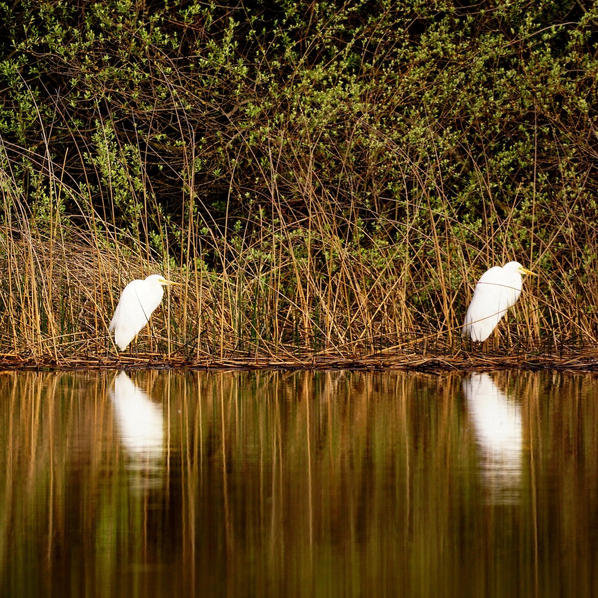 Great Egret - ML333296701