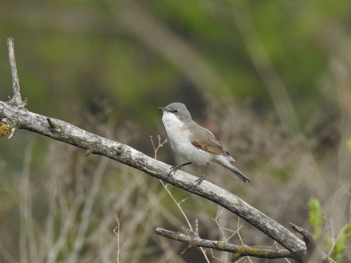 Curruca Zarcerilla - ML333296951