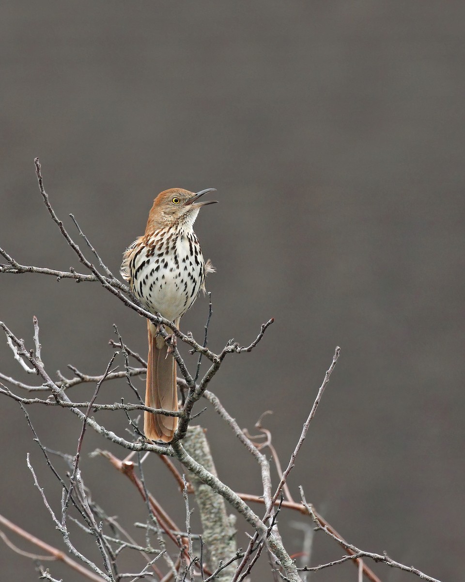 Brown Thrasher - ML333297091