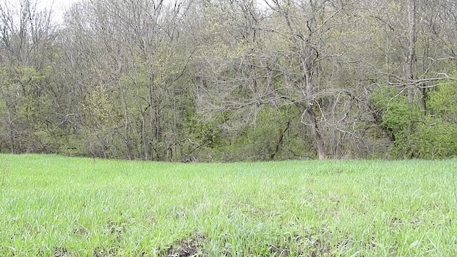 Дууч хөөндэй - ML333297471