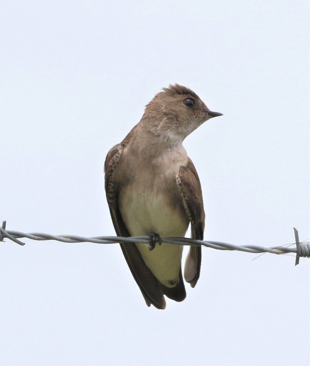 Northern Rough-winged Swallow - ML333298531
