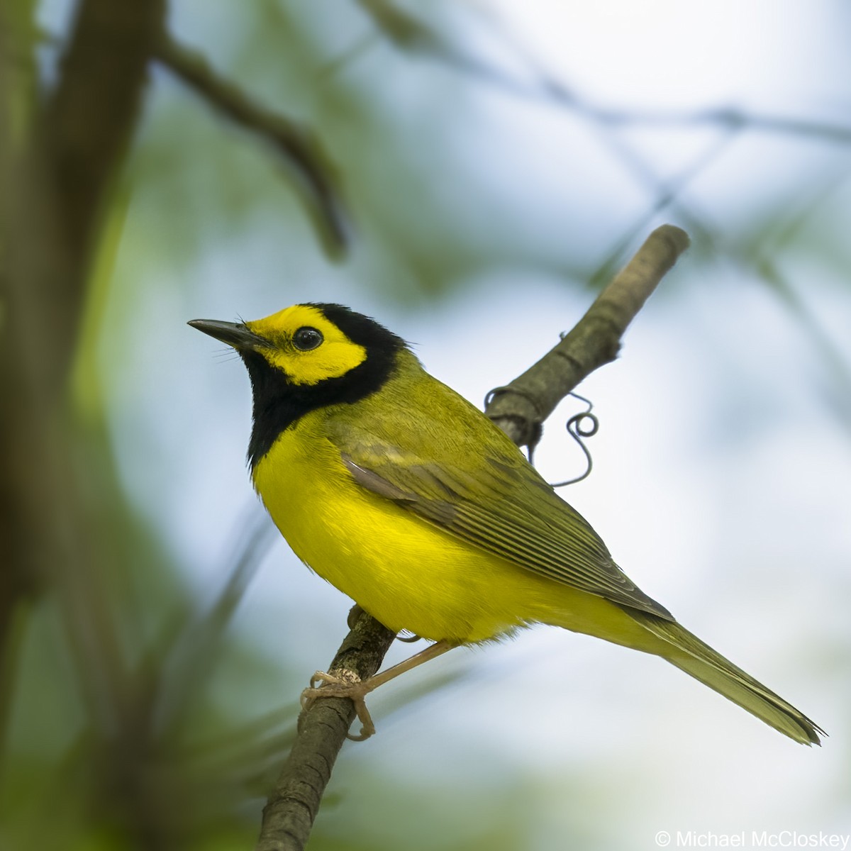 Hooded Warbler - ML333299511