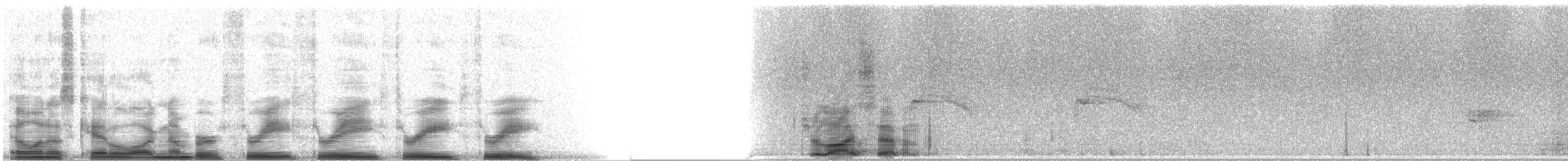 Gavina americana - ML3333