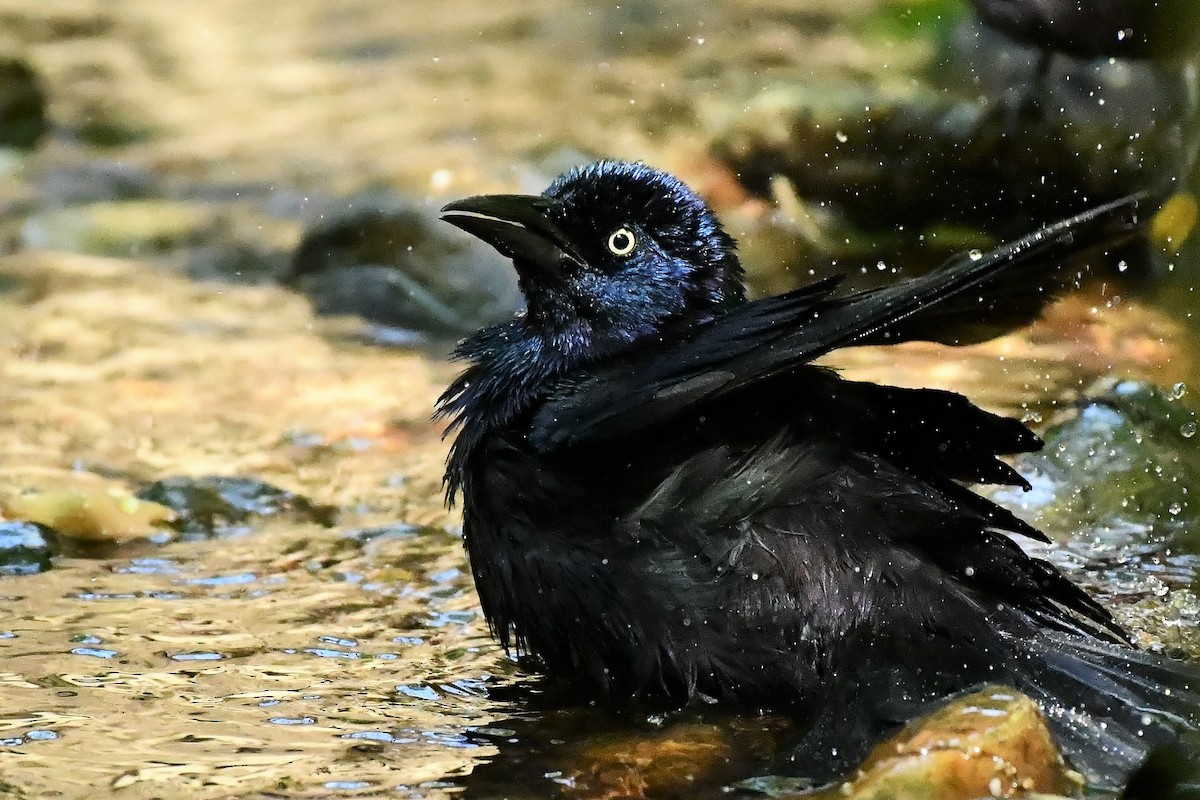 Common Grackle (Florida/Purple) - ML333301991