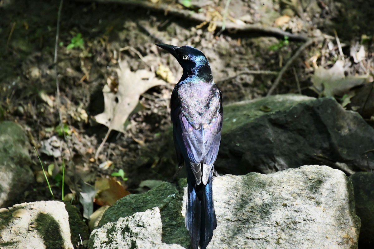Common Grackle (Florida/Purple) - ML333302061
