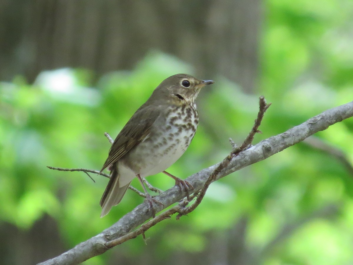 Swainson's Thrush - ML333302681