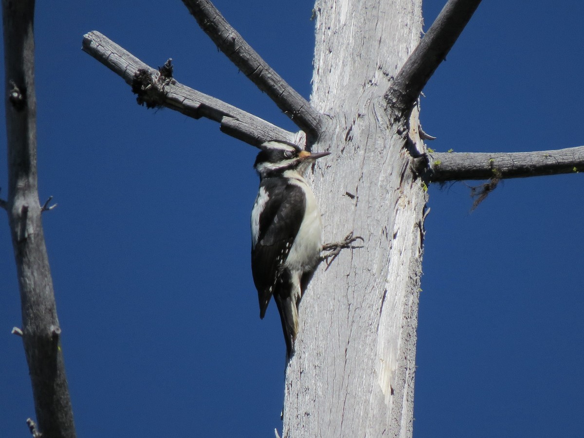 Hairy Woodpecker - ML33330381