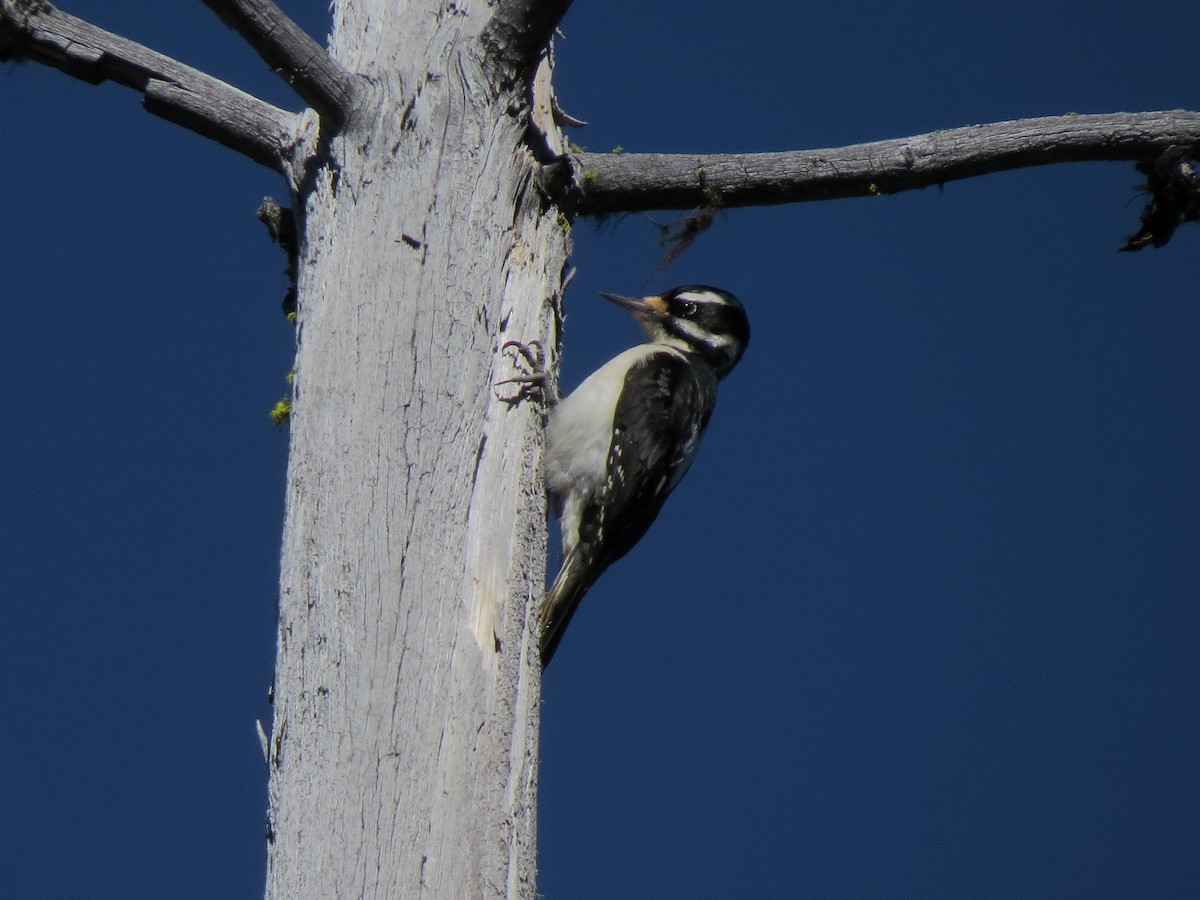 Hairy Woodpecker - ML33330391
