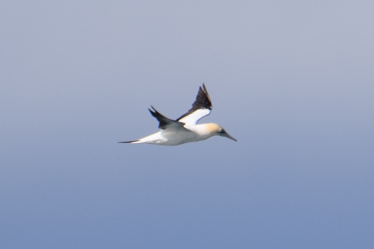 Australasian Gannet - ML33330471