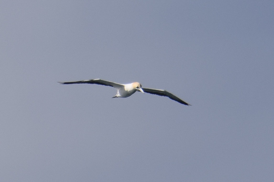 Australasian Gannet - ML33330481