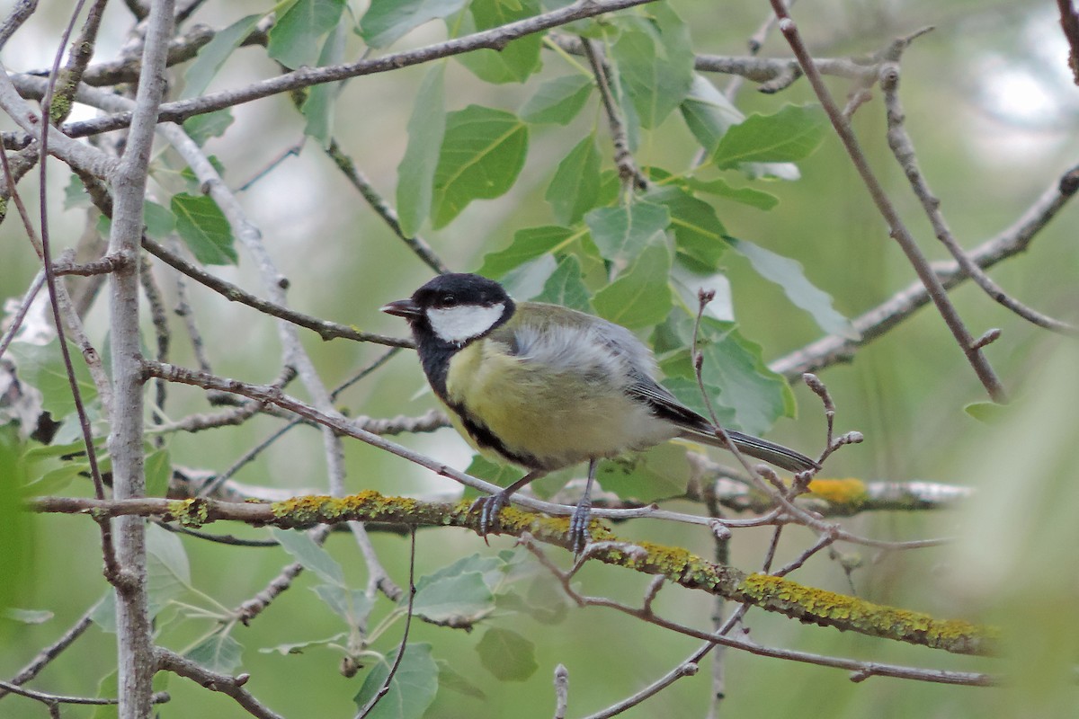 Great Tit - Samuel Aunión Díaz