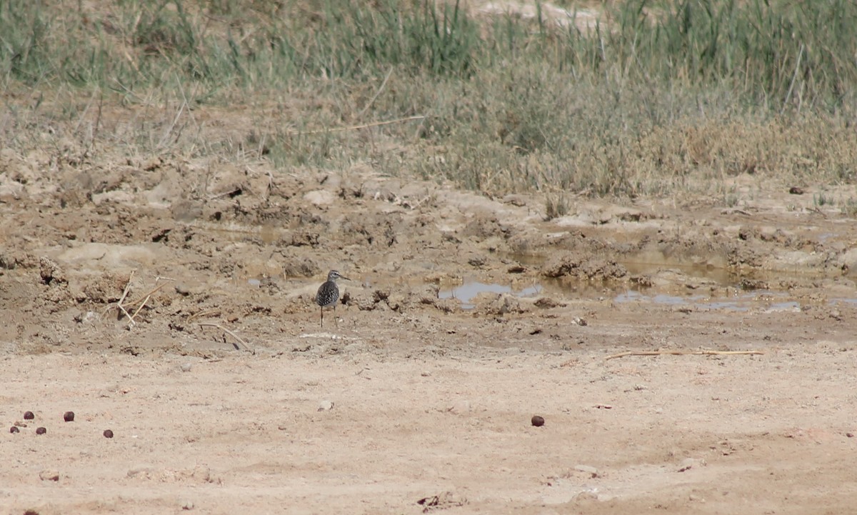 Wood Sandpiper - ML333308281