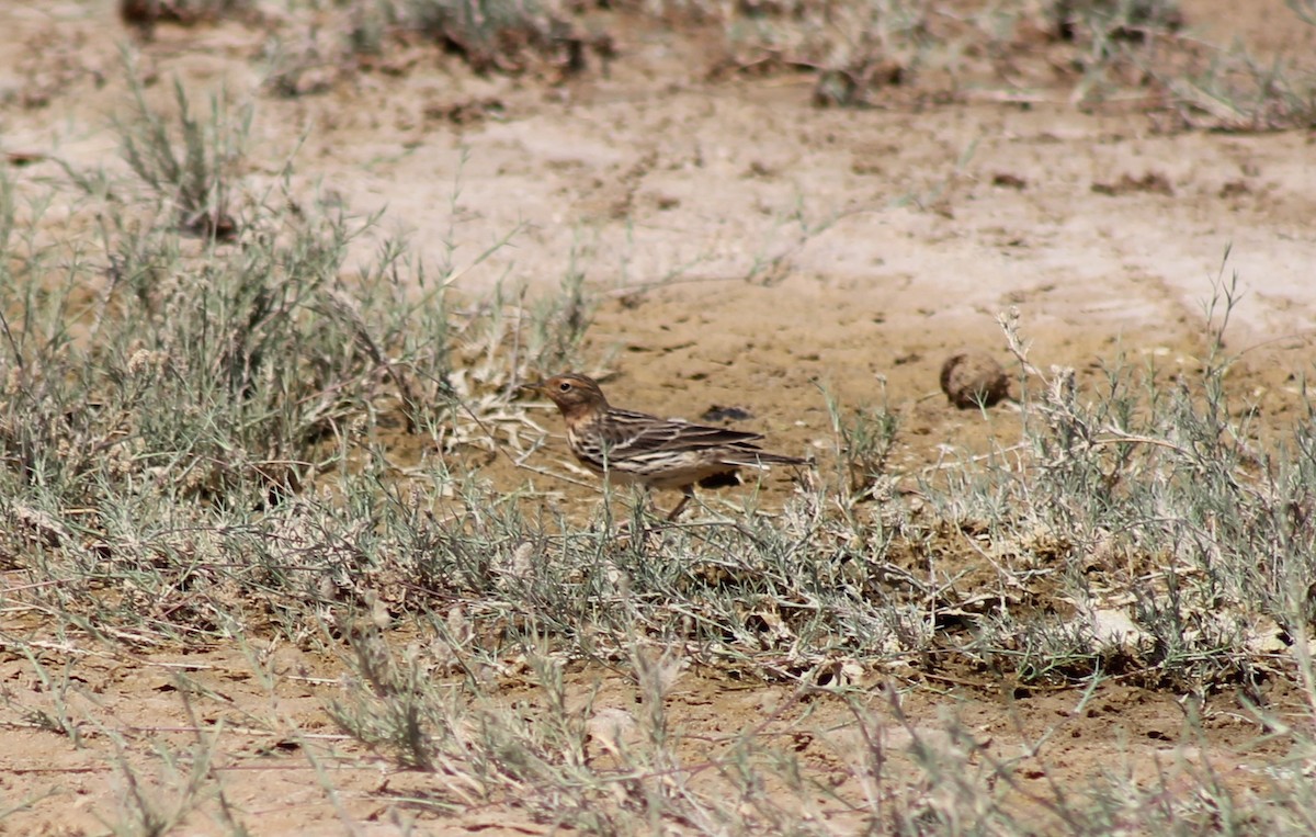 Red-throated Pipit - ML333308811